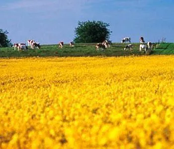 A La Chotte Hotel Romanel-sur-Lausanne