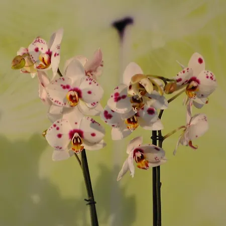 A La Chotte Romanel-sur-Lausanne