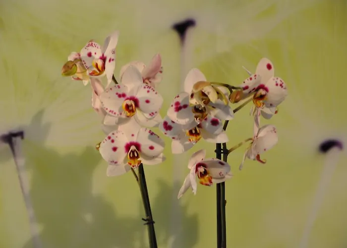 A La Chotte Romanel-sur-Lausanne